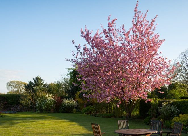 onderhoudsvriendelijke tuin