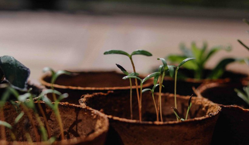 Moestuinieren? Dit zijn de opties!