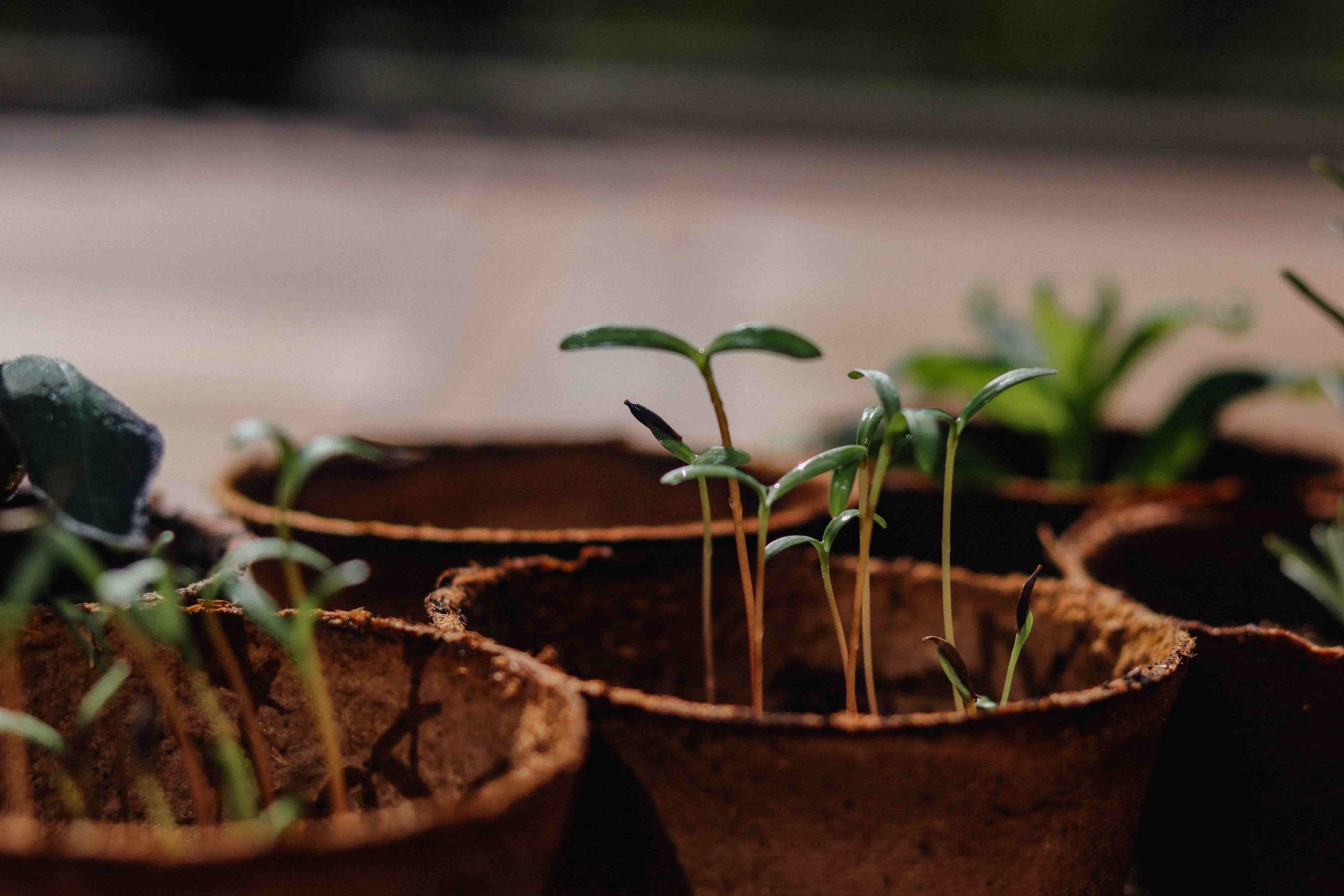 Moestuinieren? Dit zijn de opties!